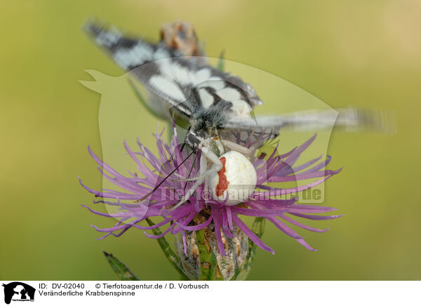 Vernderliche Krabbenspinne / DV-02040