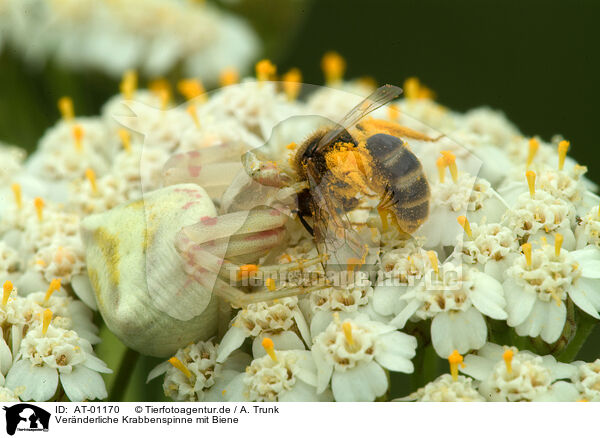 Vernderliche Krabbenspinne mit Biene / goldenrod crab spider with bee / AT-01170