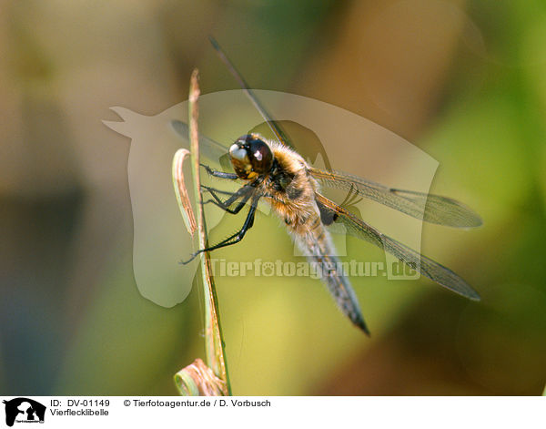 Vierflecklibelle / dragonfly / DV-01149