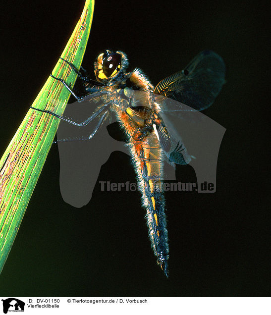 Vierflecklibelle / dragonfly / DV-01150