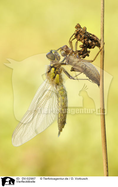Vierflecklibelle / four-spotted chaser / DV-02987