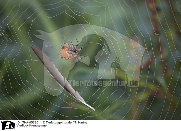 Vierfleck-Kreuzspinne / cross spider / THA-05320