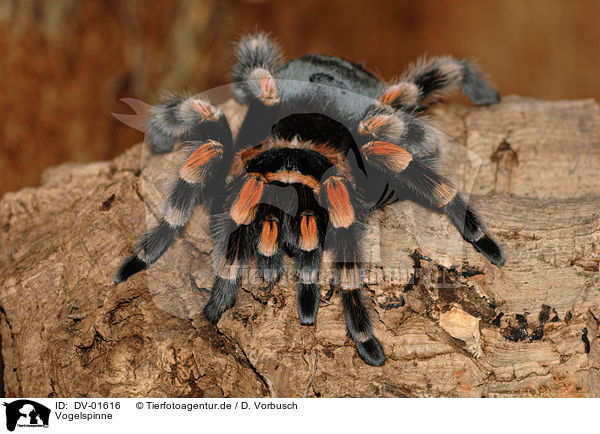 Vogelspinne / tarantula / DV-01616