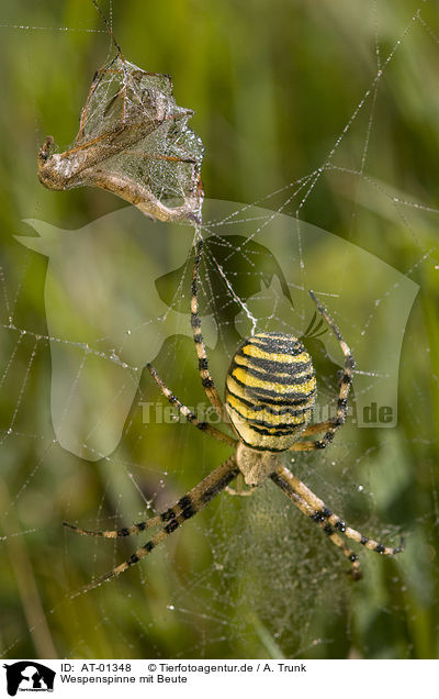 Wespenspinne mit Beute / wasp spider with prey / AT-01348