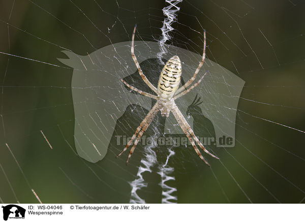 Wespenspinne / wasp spider / WS-04046