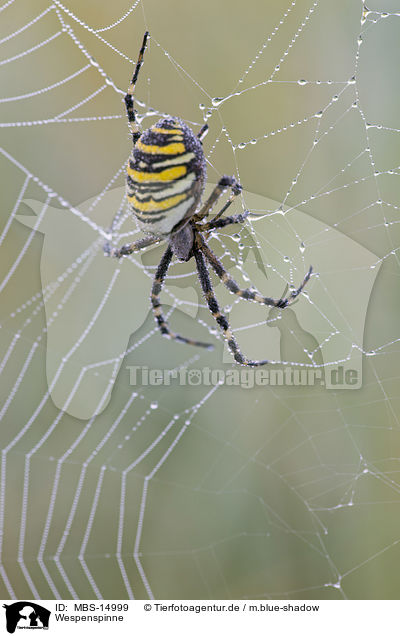 Wespenspinne / wasp spider / MBS-14999