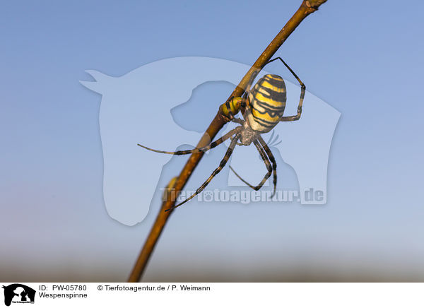 Wespenspinne / wasp spider / PW-05780