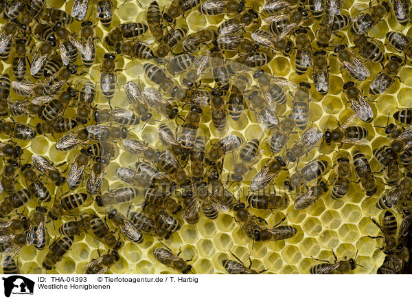 Westliche Honigbienen / THA-04393