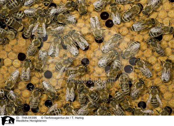 Westliche Honigbienen / THA-04396