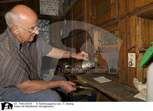 Imker mit Westlichen Honigbienen / beekeeper with european bees / THA-04397