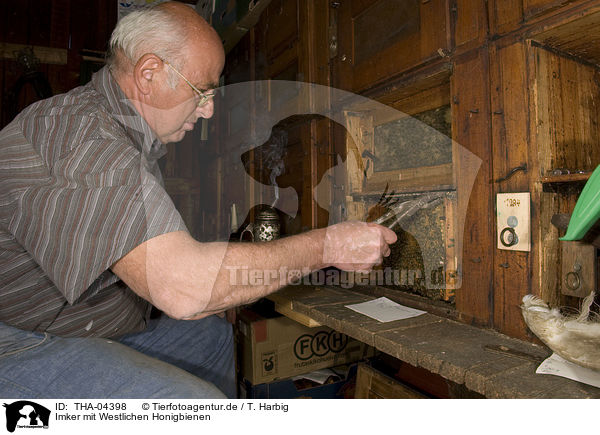 Imker mit Westlichen Honigbienen / beekeeper with european bees / THA-04398