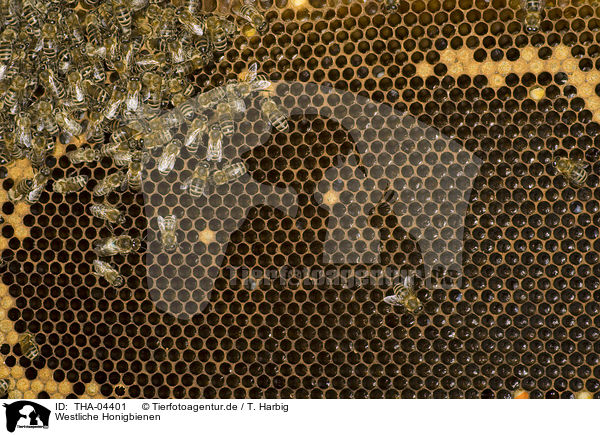Westliche Honigbienen / european bees / THA-04401