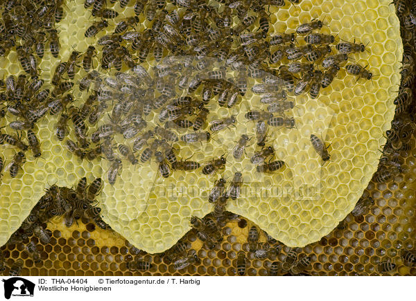 Westliche Honigbienen / european bees / THA-04404