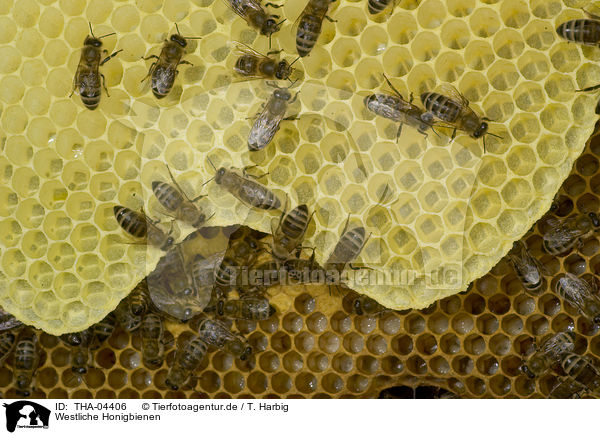 Westliche Honigbienen / THA-04406