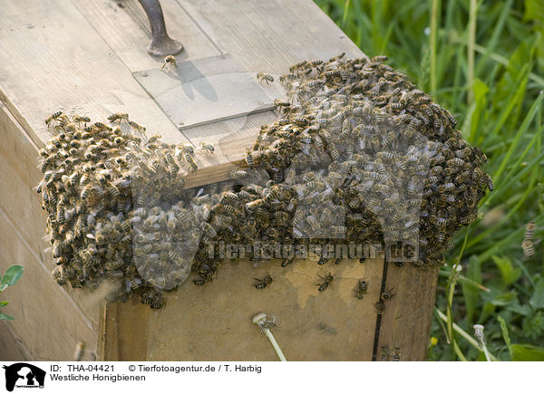 Westliche Honigbienen / european bees / THA-04421
