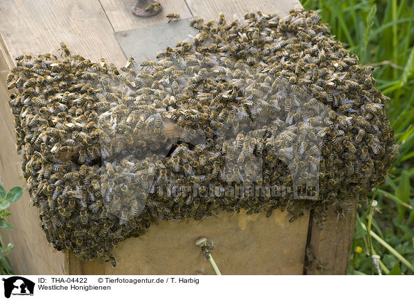 Westliche Honigbienen / european bees / THA-04422