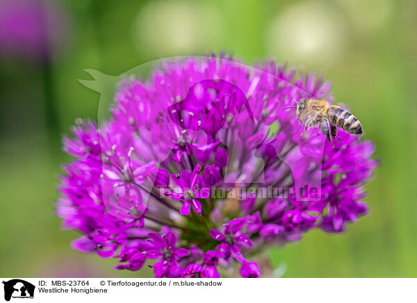 Westliche Honigbiene / honeybee / MBS-23764