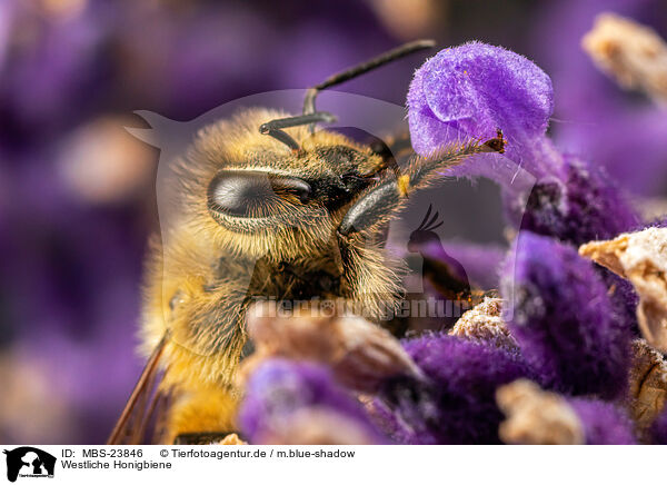 Westliche Honigbiene / honeybee / MBS-23846