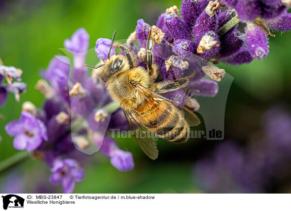 Westliche Honigbiene / honeybee / MBS-23847