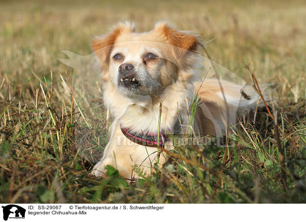Liegender Chihuahua Mix Ss Mischling Hunde Tierfotoagentur Bildagentur Mit Spezialisierung Auf Tierbilder Und Tierfotos
