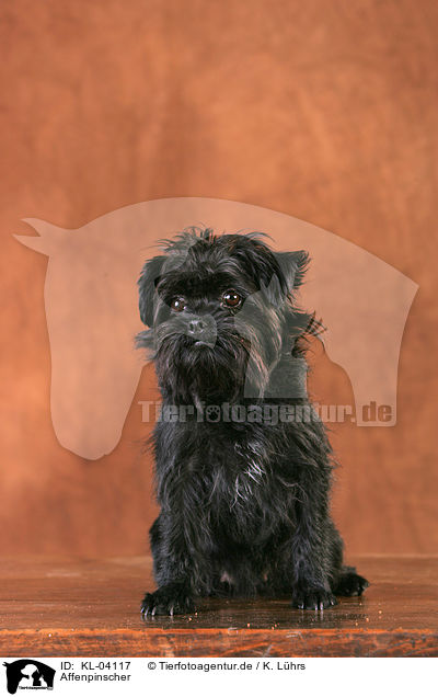 Affenpinscher / KL-04117