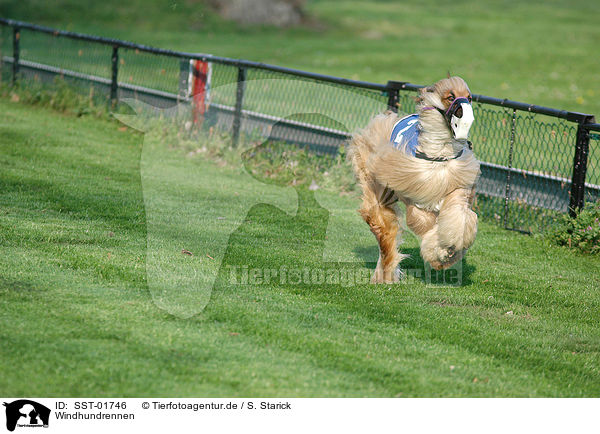 Windhundrennen / dog racing / SST-01746