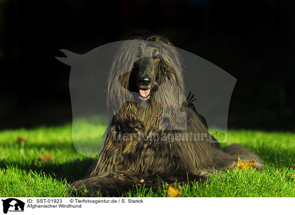 Afghanischer Windhund / sighthound / SST-01923