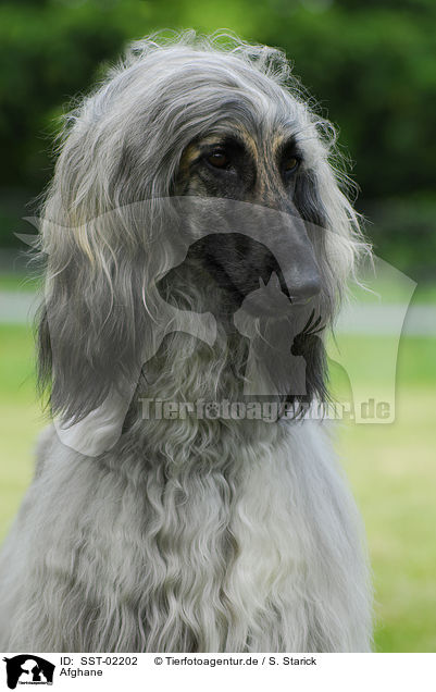 Afghane / Afghan Hound / SST-02202