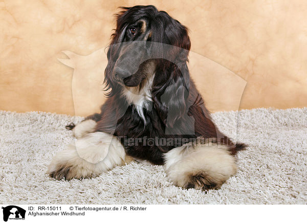 Afghanischer Windhund / Afghan Hound / RR-15011