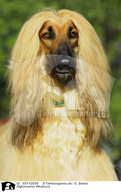 Afghanischer Windhund / Afghan Hound / SST-02659