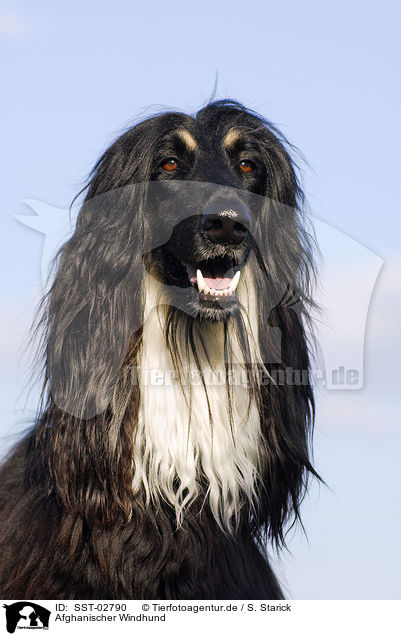 Afghanischer Windhund / Afghan hound / SST-02790