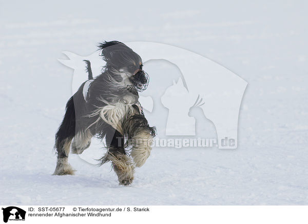 rennender Afghanischer Windhund / running sighthound / SST-05677
