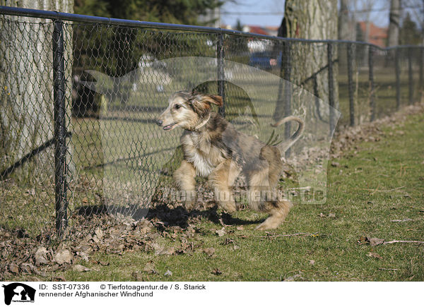 rennender Afghanischer Windhund / running sighthound / SST-07336