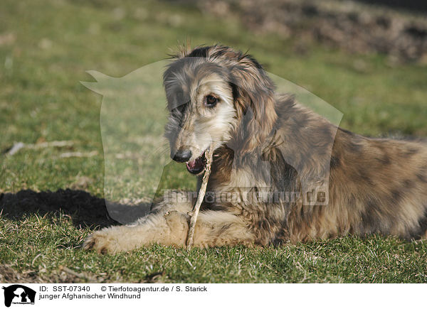 junger Afghanischer Windhund / young sighthound / SST-07340
