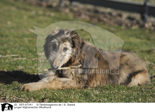 junger Afghanischer Windhund / young sighthound / SST-07341