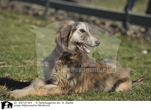 junger Afghanischer Windhund / young sighthound / SST-07344