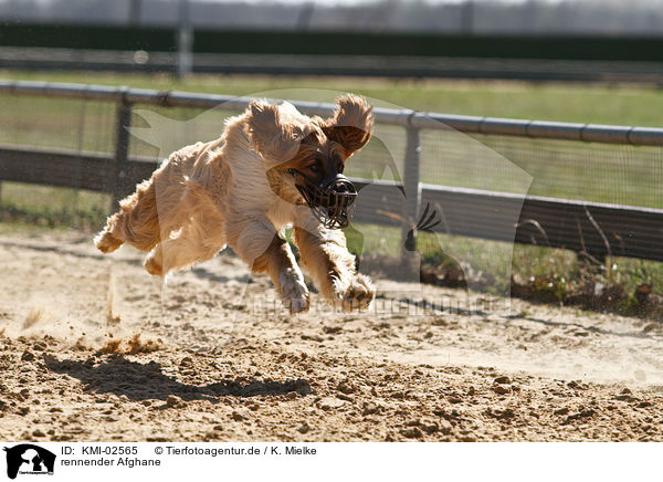 rennender Afghane / running sighthound / KMI-02565