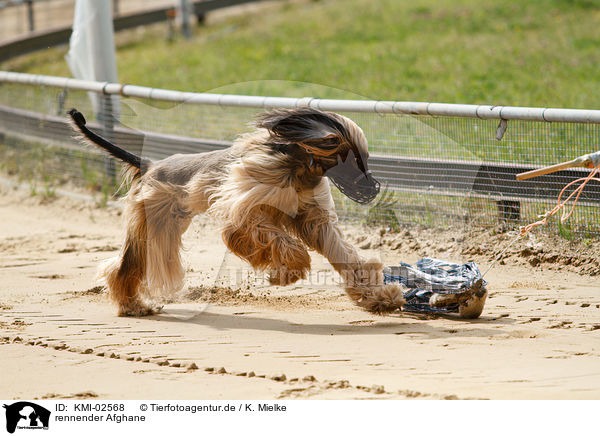 rennender Afghane / running sighthound / KMI-02568