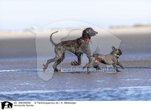 rennende Hunde / running Dogs / AM-06899