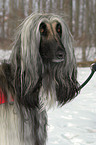 Aghanischer Windhund Portrait