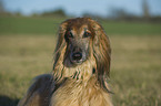 Afghane Portrait