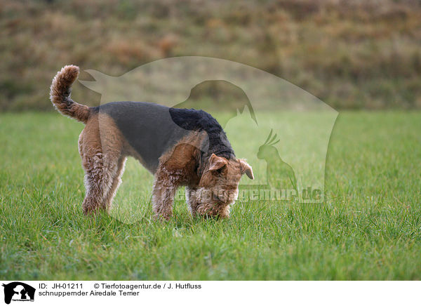 schnuppernder Airedale Terrier / JH-01211