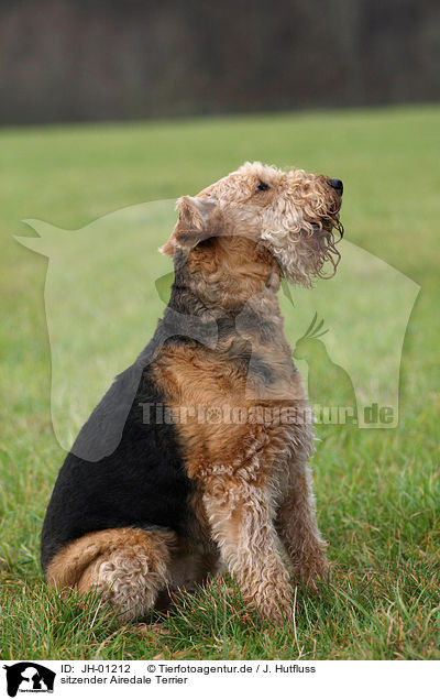 sitzender Airedale Terrier / JH-01212