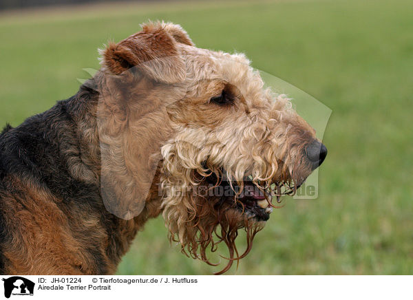 Airedale Terrier Portrait / Airedale Terrier Portrait / JH-01224