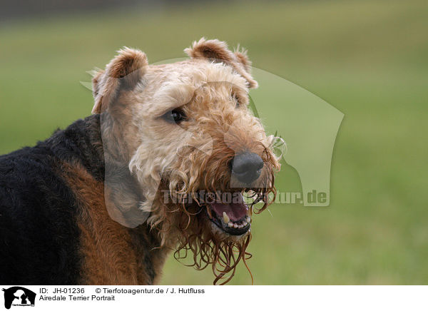 Airedale Terrier Portrait / Airedale Terrier Portrait / JH-01236