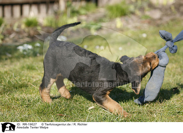 Airedalle Terrier Welpe / Airedale Terrier Puppy / RR-19627