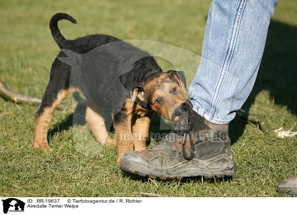 Airedalle Terrier Welpe / Airedale Terrier Puppy / RR-19637