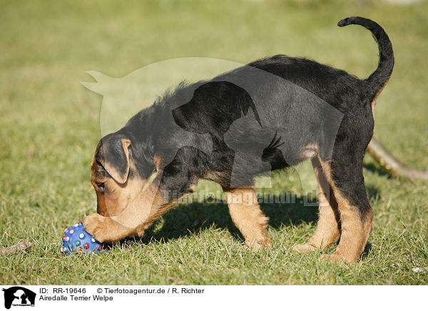 Airedalle Terrier Welpe / Airedale Terrier Puppy / RR-19646