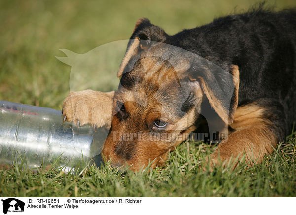 Airedalle Terrier Welpe / Airedale Terrier Puppy / RR-19651