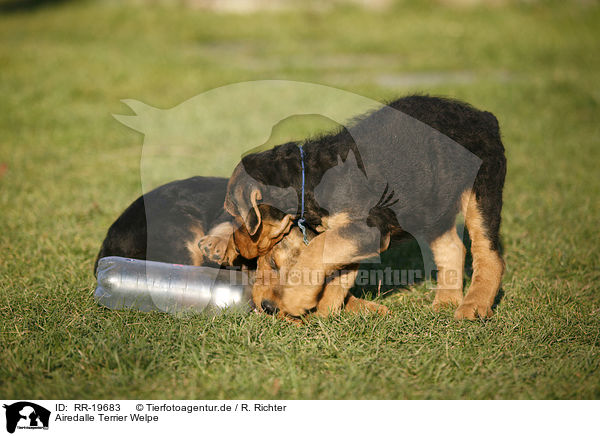 Airedalle Terrier Welpe / Airedale Terrier Puppy / RR-19683